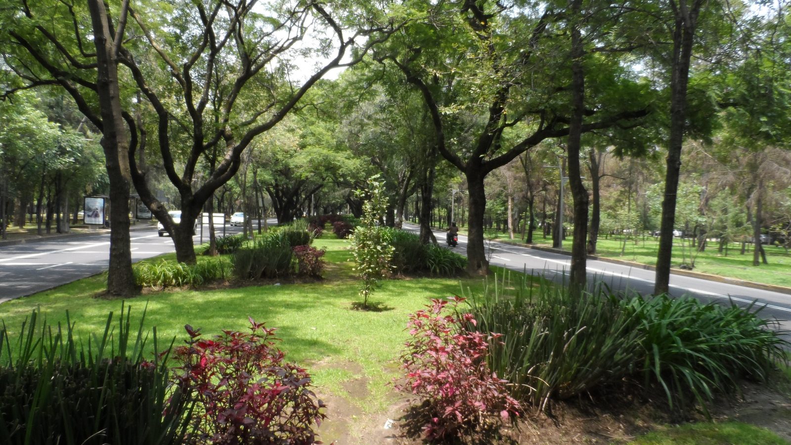 Camellón del Paseo de la Reforma, Ciudad de México, con vegetación urbana en corredor lineal